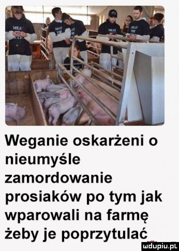 weganie oskarżeni nieumyśne zamordowanie prosiaków po tym jak wparowali na farmę b e z tułać ze y pzpr y