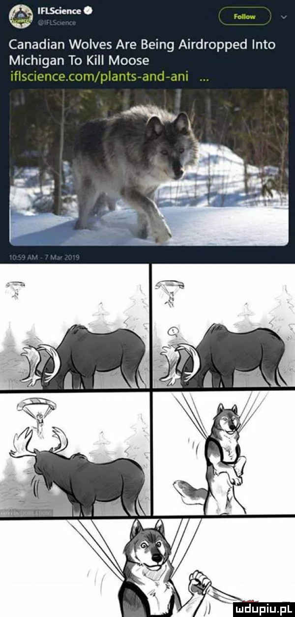 insdence. canadian wolves are being airdropped iato michigan to kall morse