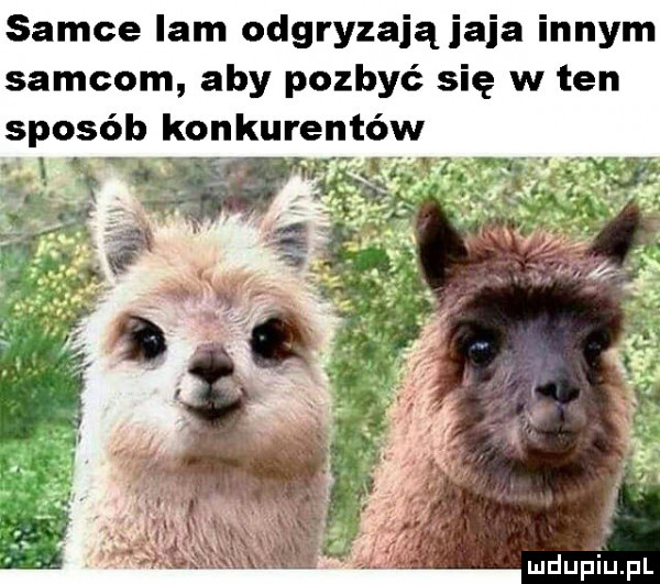 samce ibm odgryzają jaja innym samcom aby pozbyć się w ten