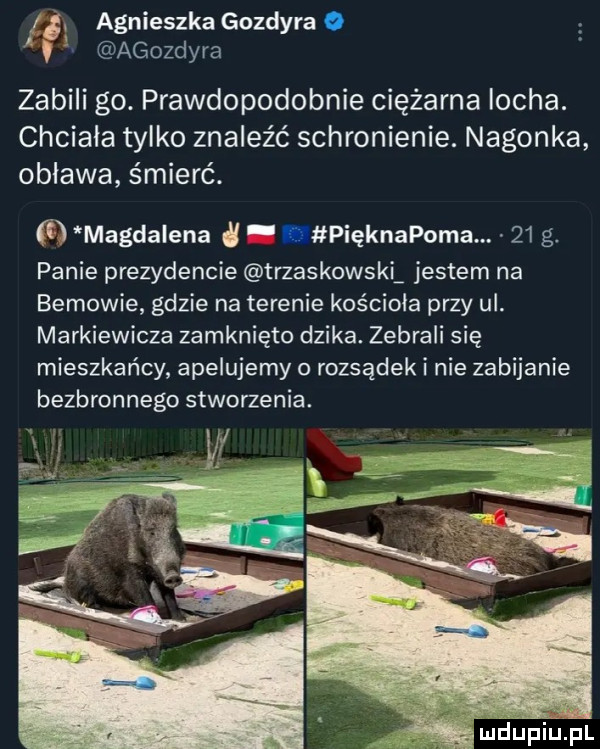 agnieszkagozdyrao agozdyra zabili go. prawdopodobnie ciężarna locha. chciala tylko znaleźć schronienie. nagonka oblawa śmierć. n magdalena a pięknapoma    g. panie prezydencie trzaskowskia jestem na bemowie gdzie na terenie kościoła przy ul. markiewicza zamknięto dzika. zebrali się mieszkańcy apelujemy o rozsądek i nie zabijanie bezbronnego stworzenia. w