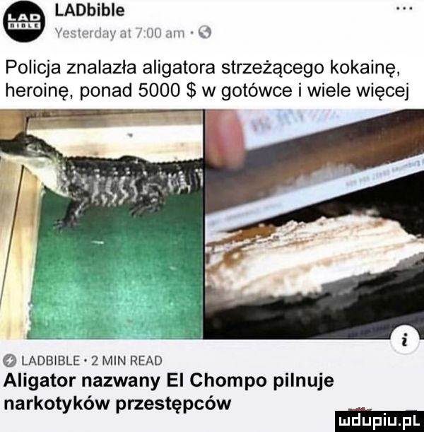 ladbible m yam my mm   policja znalazła aligatora strzegącego kokainę heroinę ponad      w gotówce i wiele więcej l. ladbible   min ruad aligator nazwany ei chomlo pilnuje narkotyków przestępców