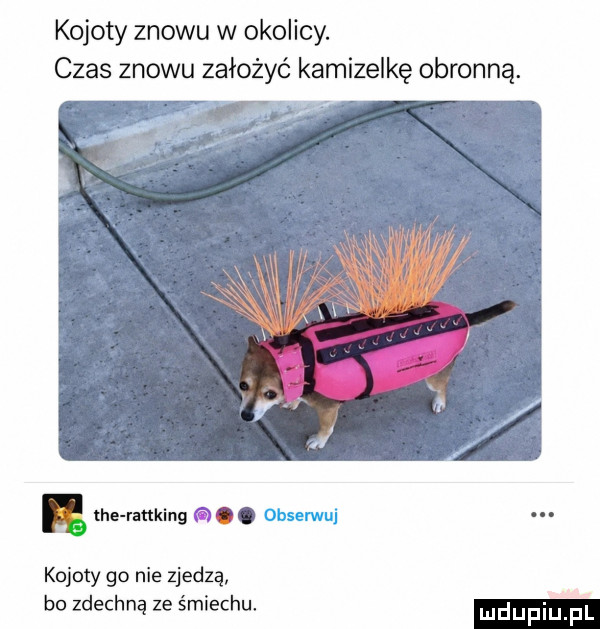 Obrazek