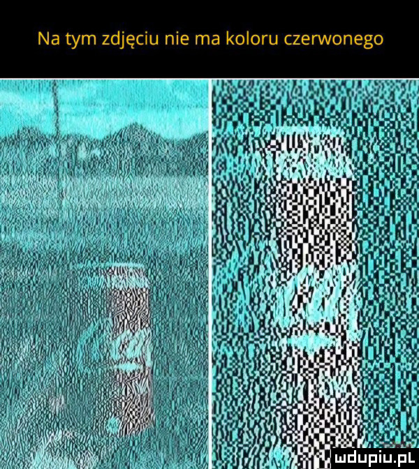 na tym zdjęciu nie ma koloru czerwonego