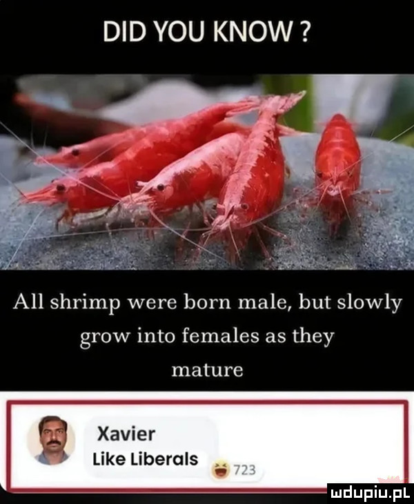 ddd y-u know all shrimp were bom male but slowly grow iato females as they mature xavier like liberals