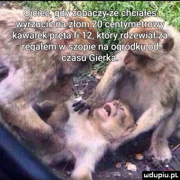 Obrazek