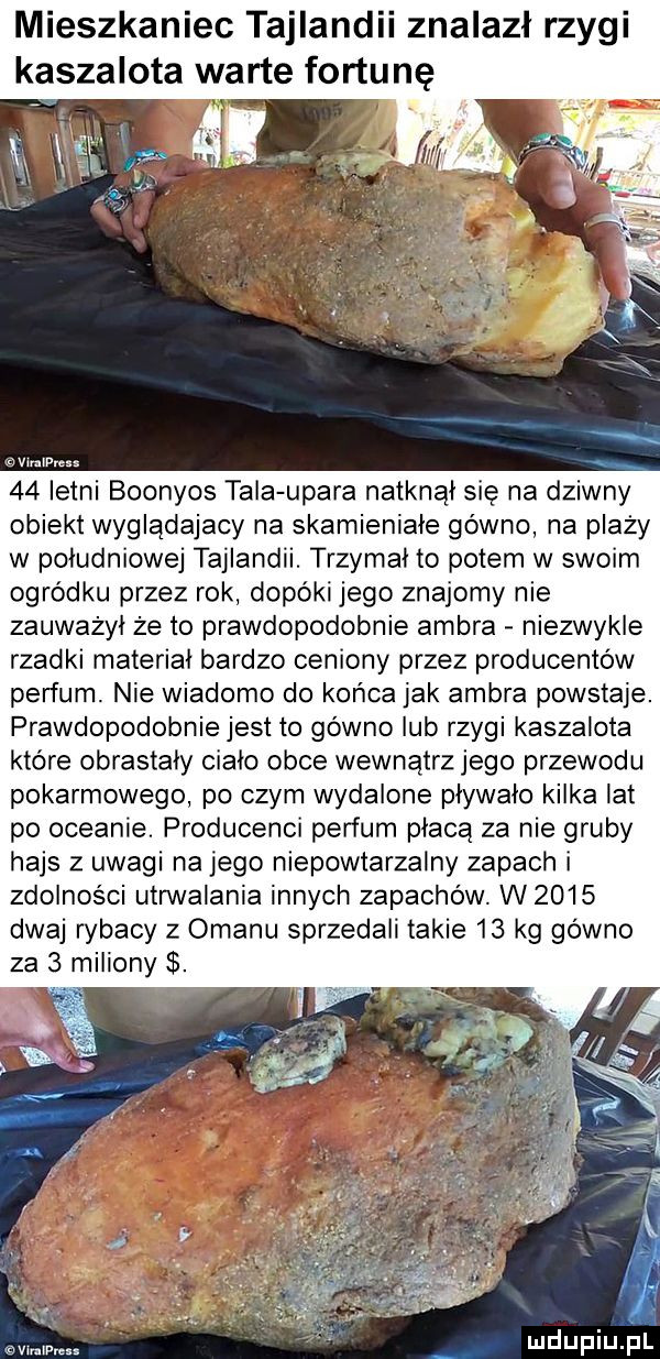 mieszkaniec tajlandii znalazł rzygi kaszalota warte fortunę. lu vlmless x    letni boonyos tala ujara natknął się na dziwny obiekt wyglądający na skamieniałe gówno na plaży w południowej tajlandii. trzymał to potem w swoim ogródku przez rok dopóki jego znajomy nie zauważył że to prawdopodobnie ambra niezwykle rzadki materiał bardzo ceniony przez producentów perfum. nie wiadomo do końca jak ambra powstaje. prawdopodobnie jest to gówno lub rzygi kaszalota które obrastały cialo obce wewnątrz jego przewodu pokarmowego po czym wydalone pływała kilka lat po oceanie. producenci perfum płacą za nie gruby hajs z uwagi na jego niepowtarzalny zapach i zdolności utrwalania innych zapachów. w      dwaj rybacy z omanu sprzedali takie    kg gowno za   miliony. vimlp es