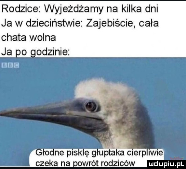 Obrazek