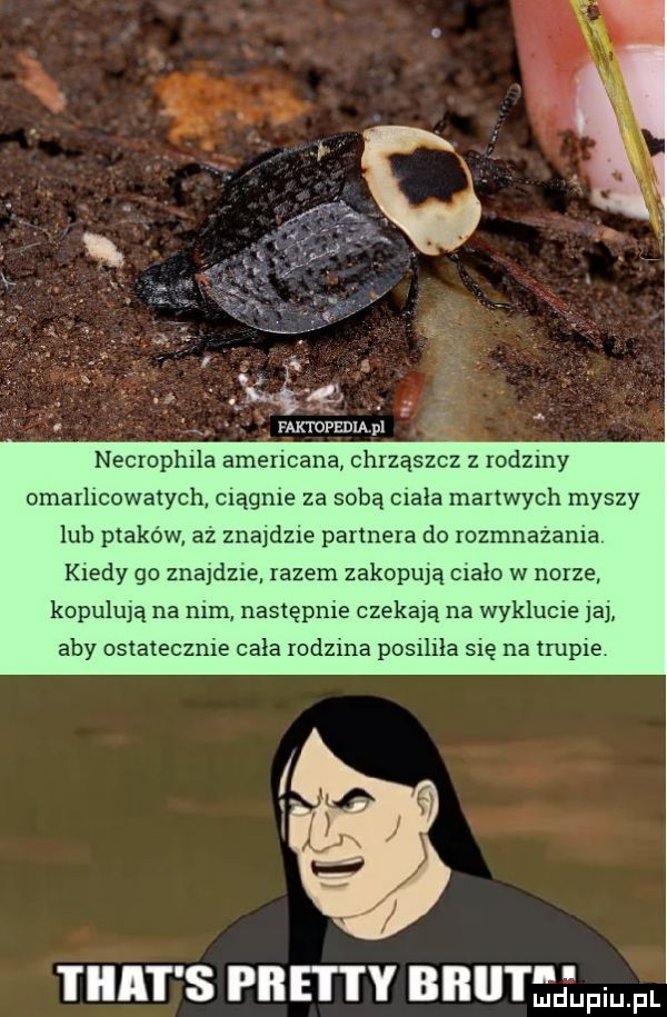 r ą   i. x. nę. faktopedia p  necrophlla amencana chrząszcz z rodzmy omarlicowatych elągme za sobą mała martwych myszy lub pliko w az znajdzie partnera do rozmnazama kiedy go znajdue razem zakopują ciało w norze kopulują na mm następce czekają na wyklucie ja aby ostateczne cała iodzma posllila sle na trupie trat s pratty bbii d upiu fl