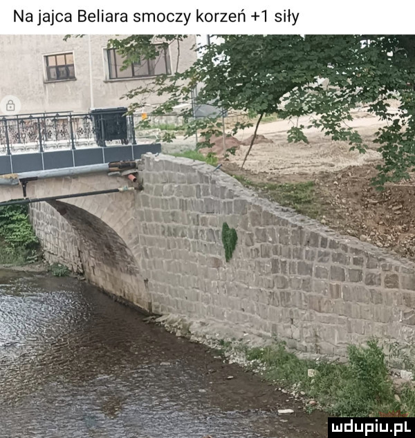 na jajca beliala smoczy korzeń   siły mduﬁiupl