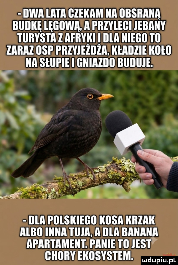 Obrazek