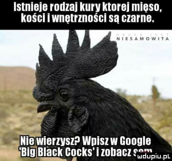 istniie rodzai kury kłoni mięso. kosci iwnetrznosci są czarne. y i y k iiija wiorzvsz wujsz w google ślłlnglągłlg     i   lohaoz qmfl