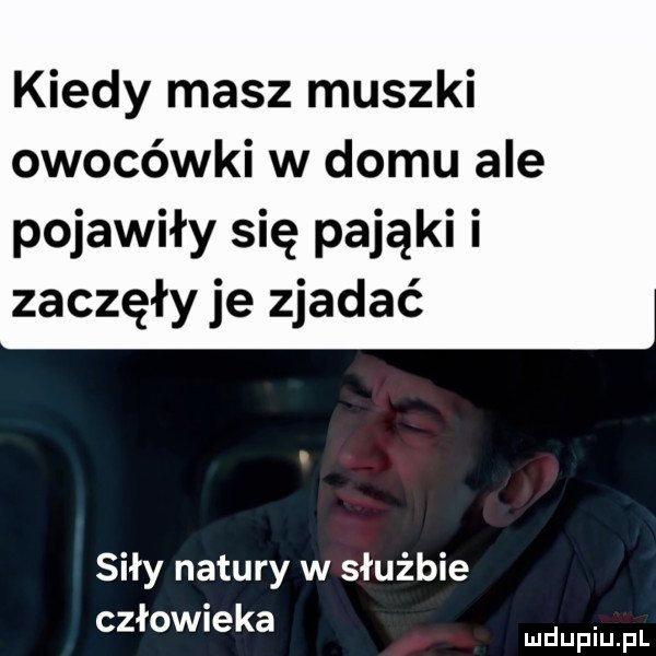 kiedy masz muszki owocówki w domu ale pojawiły się pająki i zaczęły je zjadać siły natury w służbie człowieka. mduplu pl