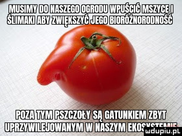 Obrazek