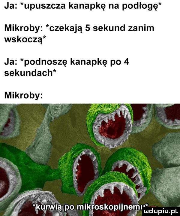 ja upuszcza kanapkę na podłogę mikroby czekają   sekund zanim wskoczą ja podnoszę kanapkę po   sekundach mikroby kić kurw ą po m kmskop jneylmdupiu. pl