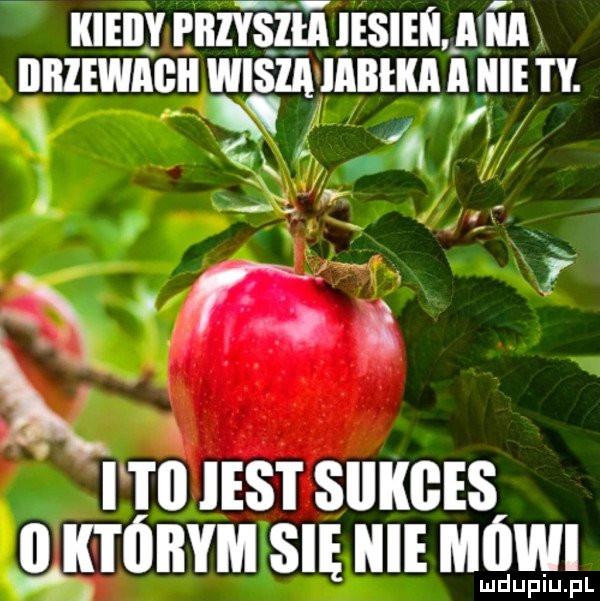 Obrazek