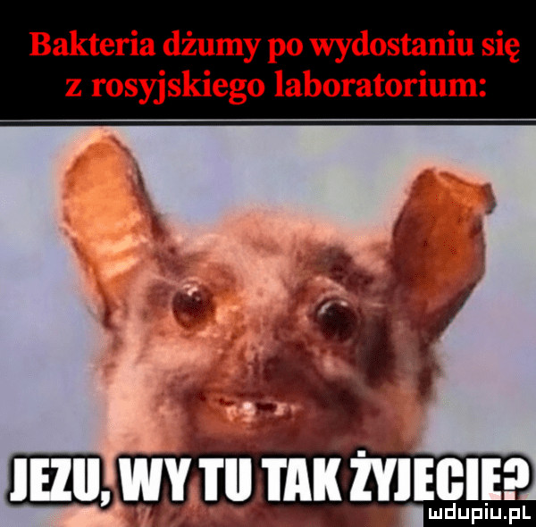 Obrazek