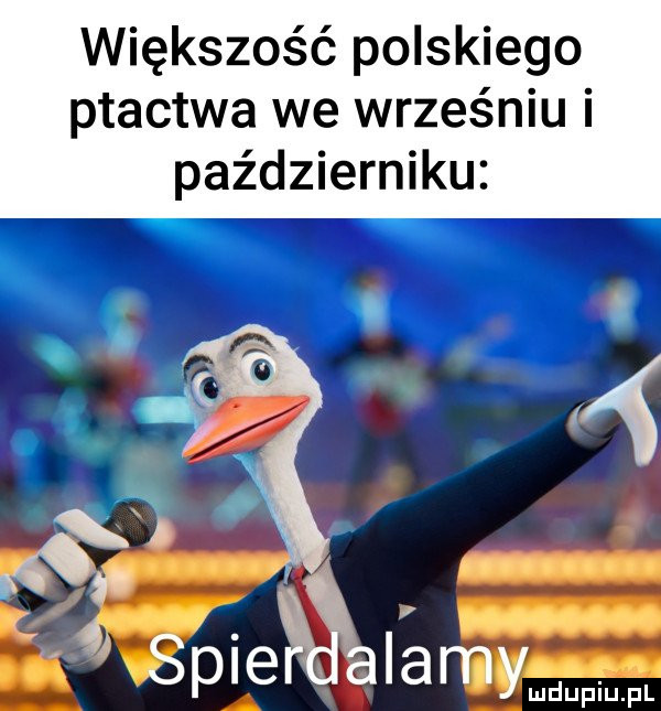 Obrazek