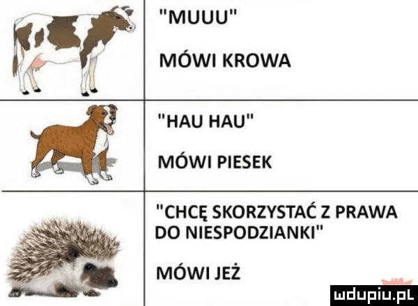 mucu i f. mówi krowa hau hau mówi piesek chcę skorzystac z prawa do niespodzianki mówi jeż