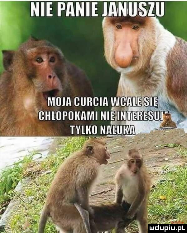 i nie panie laanlrsiil