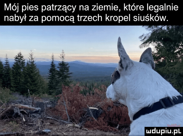 mój pies patrzący na ziemie które legalnie nabył za pomocą trzech kropel siuśków. t
