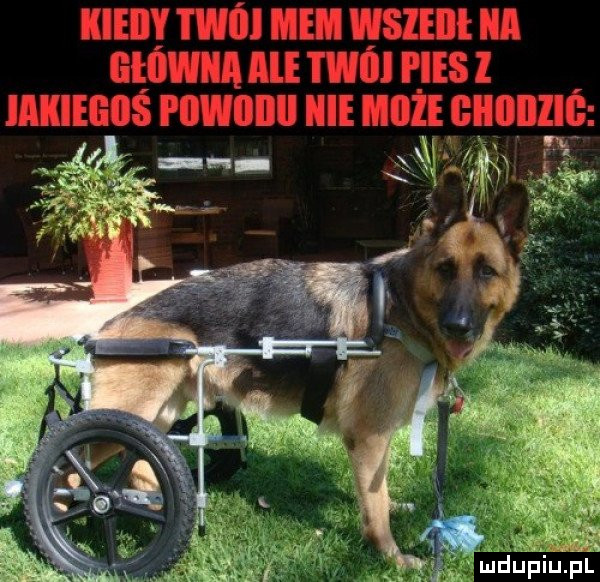 Obrazek