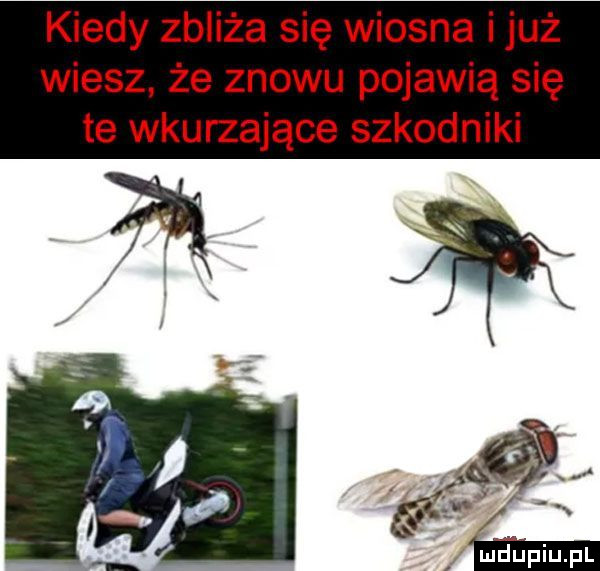 kiedy zbliża się wiosna i już wiesz że znowu pojawią się te wkurzające szkodniki