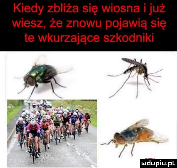kiedy zbliża się wiosna i już wiesz że znowu pojawią się te wkurzające szkodniki