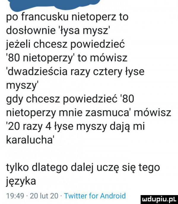 po francusku nietoperz to dosłownie łysa mysz jeżeli chcesz powiedzieć    nietoperzy to mówisz dwadzieścia razy cztery łyse myszy gdy chcesz powiedzieć    nietoperzy mnie zasmuca mówisz    razy   łyse myszy dają mi karalucha tylko dlatego dalej uczę się tego języka          łut    twitter for android