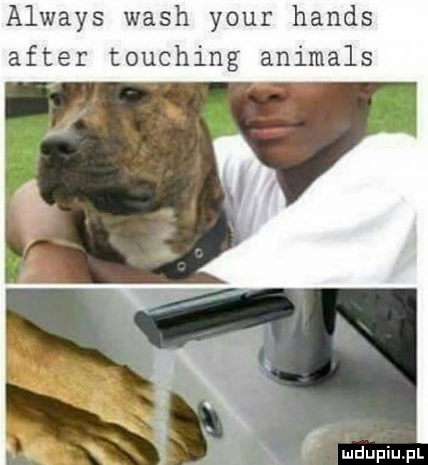 always wash your hanks after touching animals