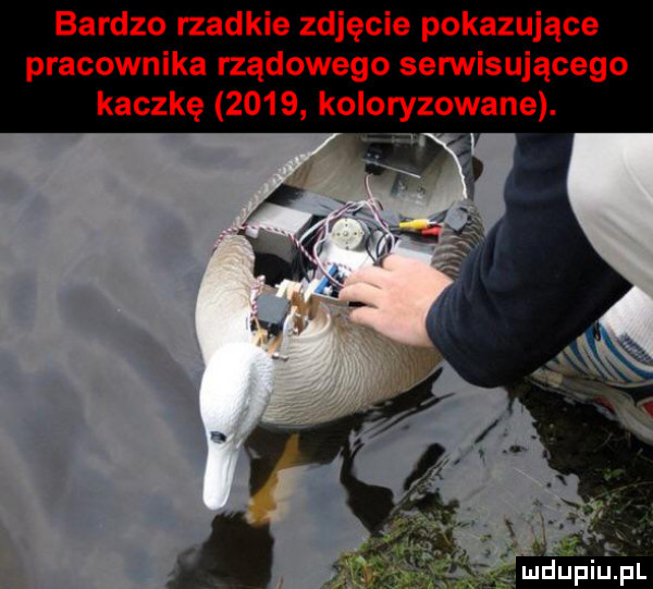 bardzo rzadkie zdjęcie pokazujące pracownika rządowego serwisującego kaczkę      koloryzowane