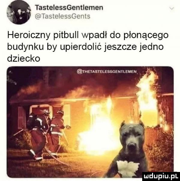 tastelessgentlemen tasteleschms heroiczny pitbull wpadł do płonącego budynku by upierdolić jeszcze jedno dziecko