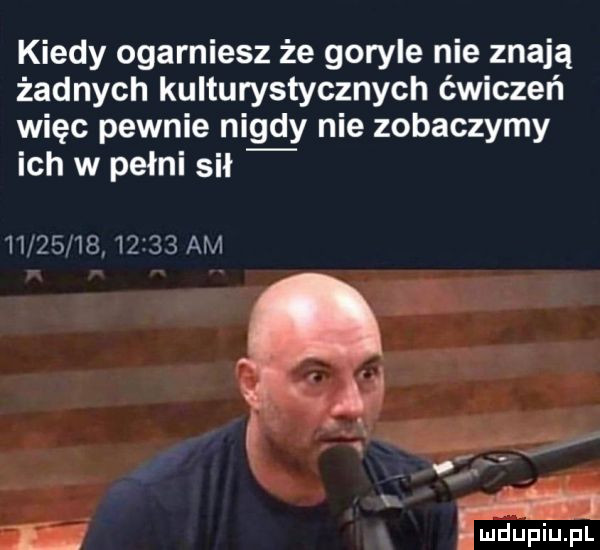 kiedy ogarniesz że goryle nie znają żadnych kulturystycznych ćwiczeń więc pewnie nigdy nie zobaczymy ich w pełni sił               am      . w   maggia fl
