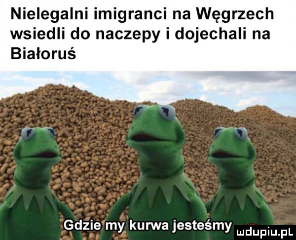 nielegalni imigranci na węgrzech wsiedli do naczepy i dojechali na białoruś gdzie my kurwa jesteśmy mnpm fl