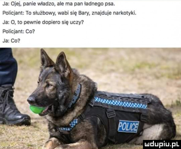 ja ciep café wladzo a e ma pan ładnego psa pohqanr to sluzbowy wam su bary znaldwe nalkolylu ja   to pewnie dopiero swe uczy dohqantv co ja co poi    ludupiu. pl