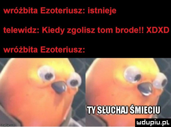 wróżbita ezoteriusz istnieje telewidz kiedy zgolisz tom brodel xdxd wróżbita ezoteriusz