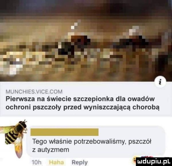 w pierwsza na świecie szczepionka dla owadów ochroni pszczoły przed wyniszczająca chorobą tego właśnie potrzebowaliśmy. pszczół z autyzmem i. ri ney