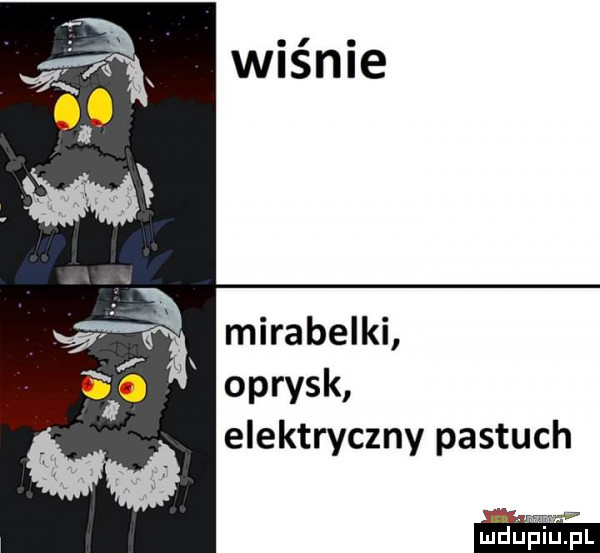 mirabelki oprysk elektryczny pastuch