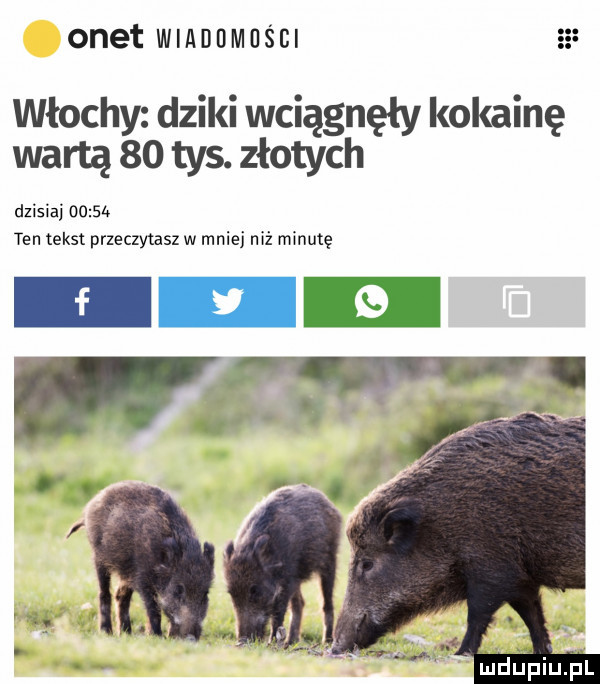 onet wiadomości włochy dziki wciągnęły kokainę wartą    tys. złotych dzisiaj      . ten tekst przeczytasz w mniej niż minutę