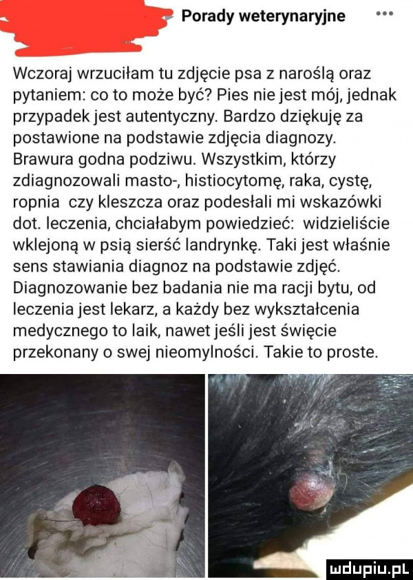 porady weterynaryjne wczoraj wrzuciłam tu zdjęcie psa z naroślą oraz pytaniem co to może być pies niejest mój jednak przypadek jest autentyczny bardzo dziękuję za postawione na podstawie zdjęcia diagnozy. brawura godna podziwu. wszystkim którzy zdiagnozowali mesto histiocytozę raka cystę ropnia czy kleszcza oraz podeslali mi wskazówki dat. leczenia chciałabym powiedzieć widzieliście wklejoną w psią sierść iandrynkę. taki jest wlasnie sens stawiania diagnoz na podstawie zdjęć. diagnozowanie bez badania nie ma racji bytu od leczenia jest lekarz a każdy bez wykształcenia medycznego to laik nawet jesli jest święcie przekonany o swej nieomylności. takie to proste