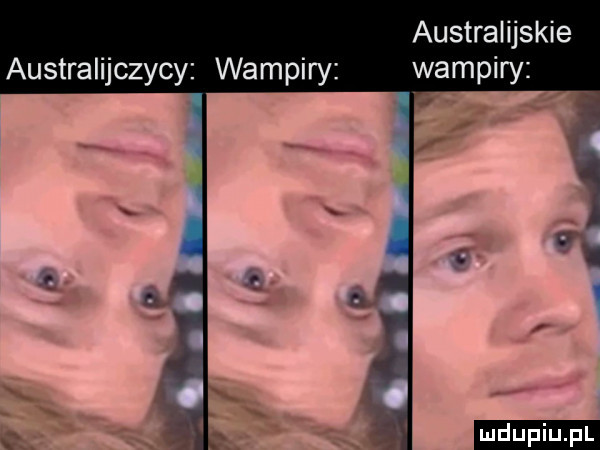 australijskie wampiry australijczycy wampiry
