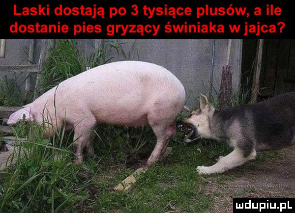 laski dostają po   tysiące plusów a ile dostanie pies gryzący świniaka w jajca i