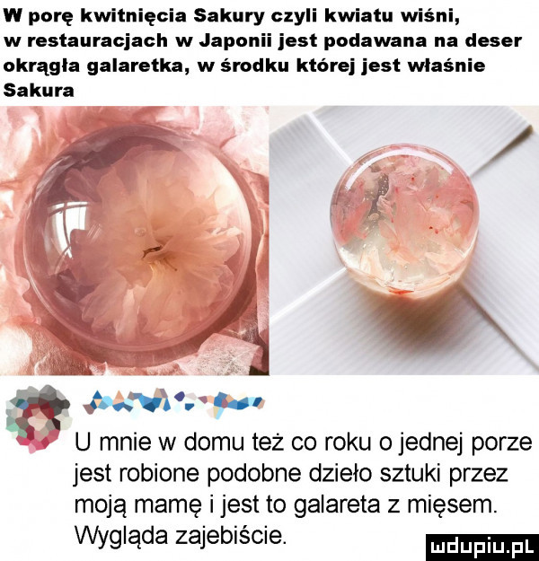 w porę kwitnięcia sakury czyli kwiatu wiśni w restauracjach w japonii jest podawana na deser okrągła galaretka w środku której jest właśnie sakura z n  . ﬂ tka a d u mnie w domu też co roku o jednej porze jest robione podobne dzieło sztuki przez moją mamę i jest to galareta z mięsem. wygląda zajebiście