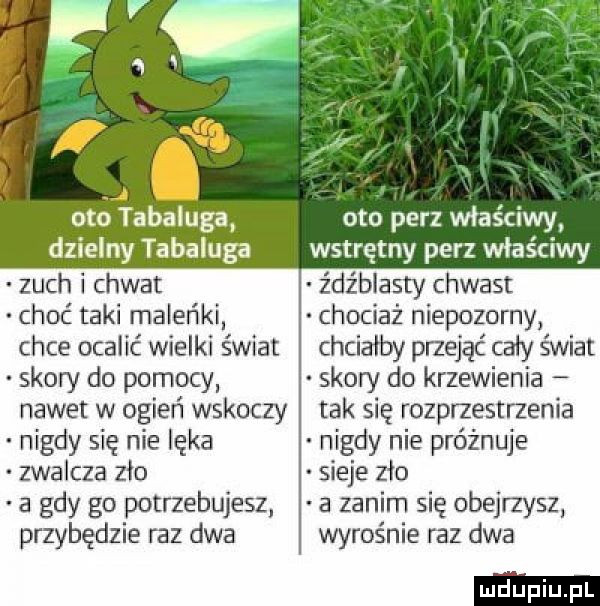 i i j oto tabaluga oto perz właściwy dzielny tabaluga wstrętny perz właściwy zuch i chwat źdźblasty chwast choć taki maleńki chociaż niepozorny chce ocalić wielki świat chciałby pnejąć cały świat skory do pomocy skory do krzewienia nawet w ogień wskoczy tak się rozprzestrzenia nigdy się nie lęka nigdy nie próżnuje zwalcza zło sieje zło a gdy go potrzebujesz a zanim się obejrzysz przybędzie raz dwa wyrośnie raz dwa