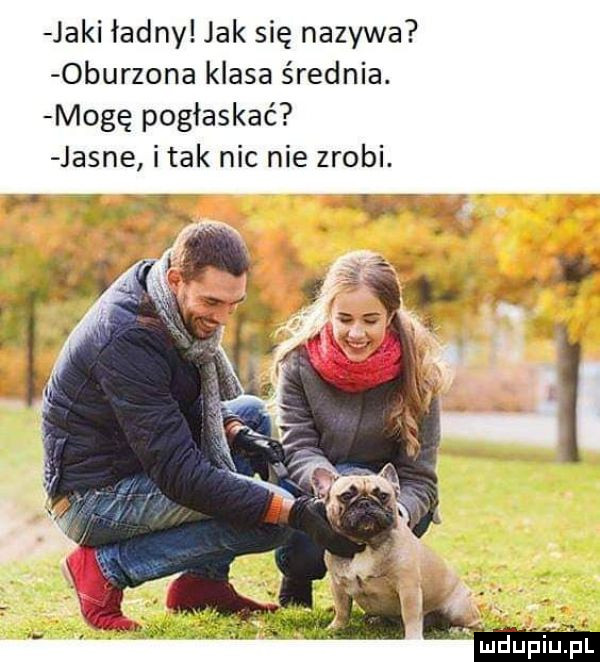 jaki ładny jak się nazywa  burzona klasa średnia. mogę pogłaskać jasne i tak nic nie zrobi