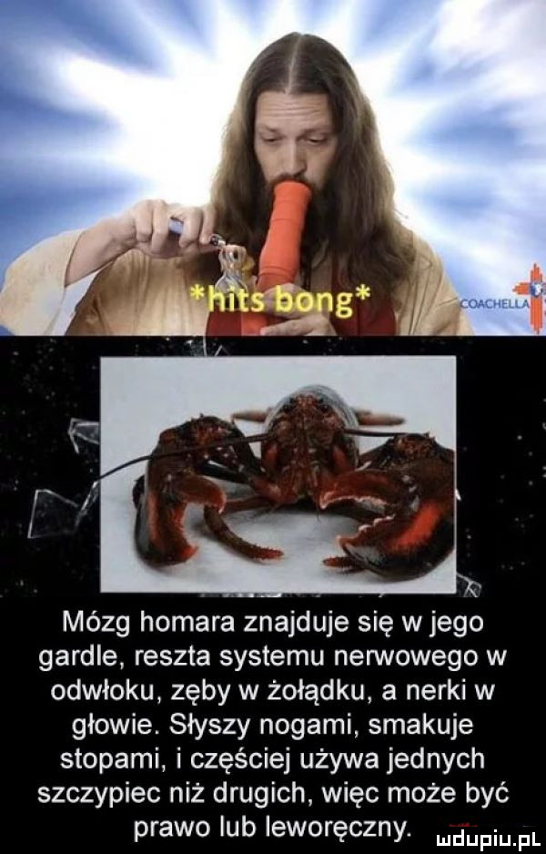 mózg homara znajduje się w jego gardle reszta systemu nerwowego w odwłoku zęby w żołądku a nerki w głowie. słyszy nogami smakuje stopami i częściej używa jednych szczypiec niż drugich więc może być prawo lub leworęczny. mam pl