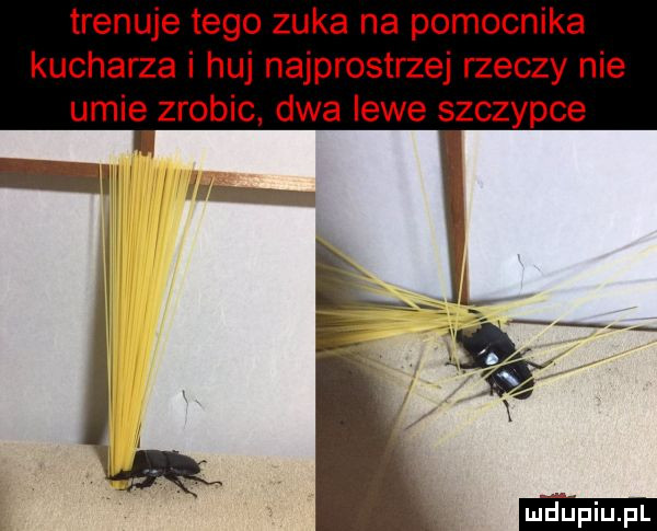 trenuje tego zuka na pomocnika kucharza i huj najprostszej rzeczy nie umie zrobic. dwa lewe szczypce