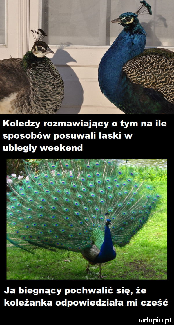 koledzy rozmawiający o tym na ile sposobów posuwali laski w ubiegły weekend ja biegnący pochwalić się że koleżanka odpowiedziała mi cześć