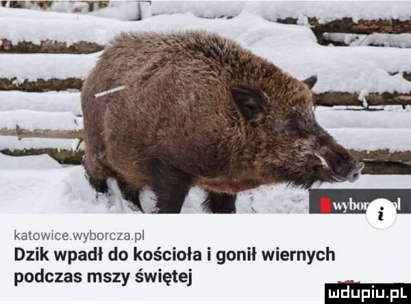 kamwwce wyborcza pl dzik wpadł do kościoła i gonił wiernych podczas mszy świętej