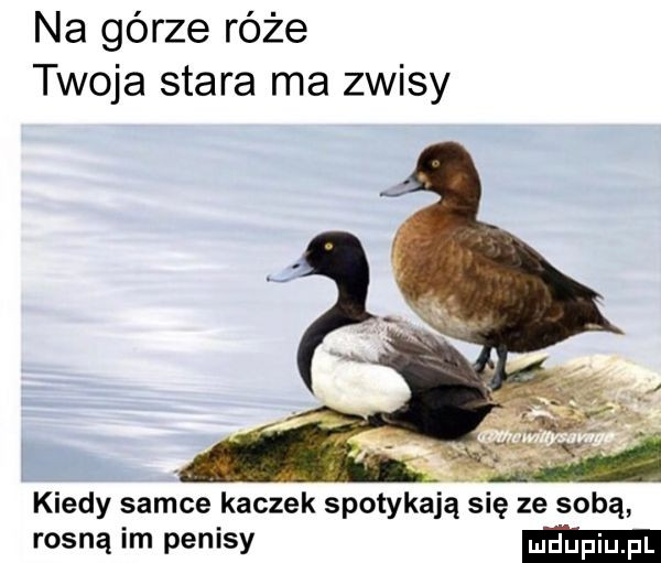 na górze róże twoja stara ma zwisy kiedy samce kaczek spotykają ię ze sobą rosną im penisy