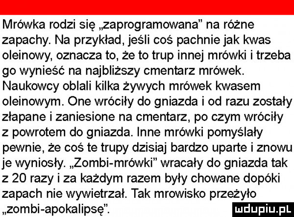 mrówka rodzi się zaprogramowana na różne zapachy. na przykład jeśli coś pachnie jak kwas oleinowy. oznacza to. że to trup innej mrówki i trzeba go wynieść na najbliższy cieniarz mrówek. naukowcy obiaii kilka zywych mrówek kwasem oleinowym. one wróciły do gniazda i od razu zostały złapane i zaniesione na cmentarz po czym wróciły z powrotem do gniazda. inne mrówki pomyślały pewnie że coś te trupy dzisiaj bardzo uparte i znowu je wyniosły. zombi mrówki wracały do gniazda tak z    razy i za każdym razem były chowane dopóki zapach nie wywietrzał. tak mrowisko przeżyło zombi apokalipsę